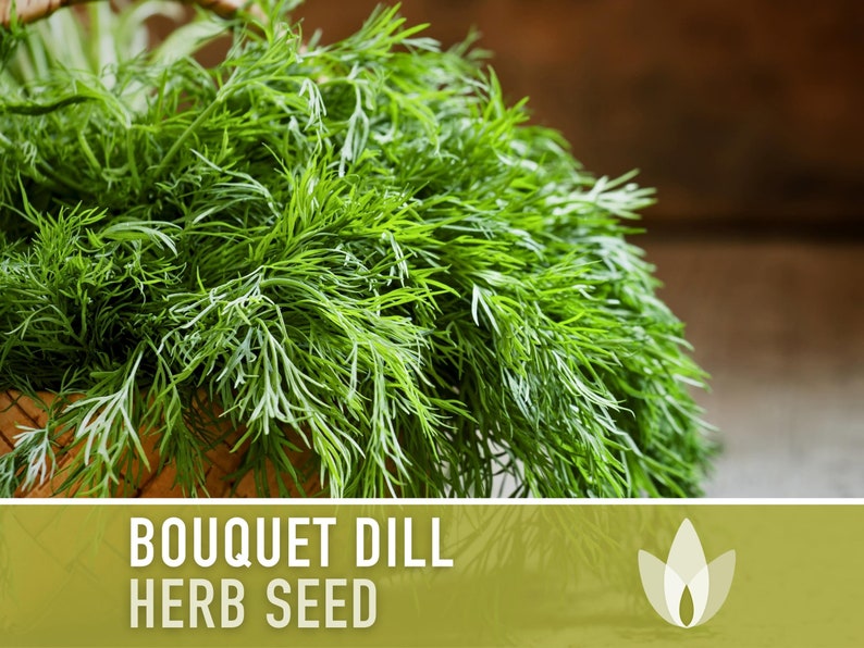 Bouquet Dill Heirloom Seeds - Non-GMO, Open Pollinated, Culinary Herb