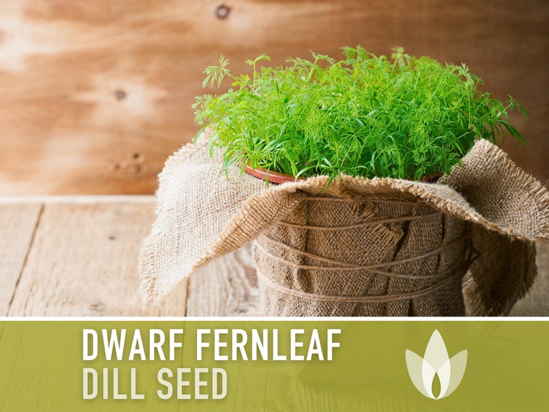 Dwarf Fernleaf Dill Heirloom Seeds - AAS Winner, Pickling Spice, Container Garden, Kitchen Garden Non-GMO, Culinary Herb, Butterfly Host
