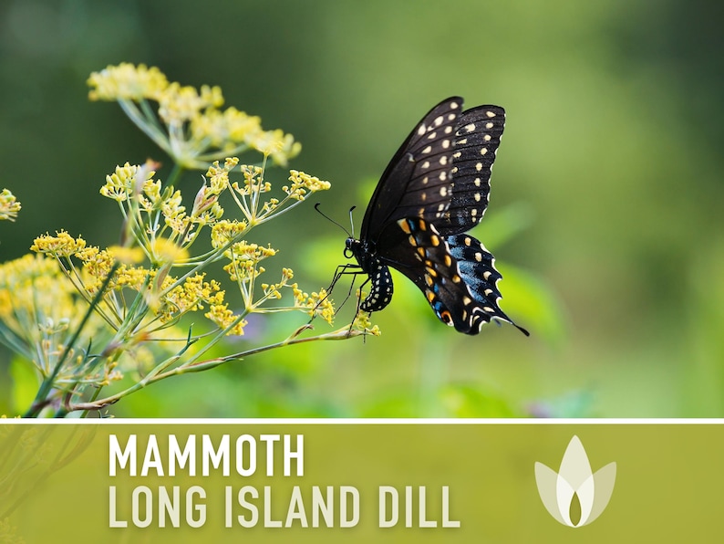 Mammoth Long Island Dill Seeds - Heirloom Pickling Spice, Swallowtail Butterfly, Culinary Herb, Butterfly Garden, Beneficial Bug, Non-GMO