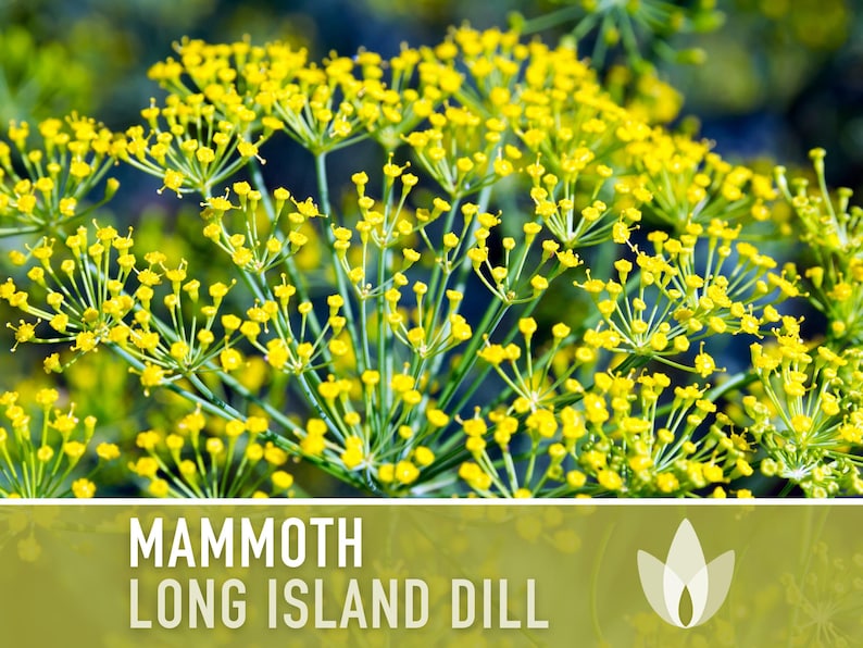 Mammoth Long Island Dill Heirloom Seeds - Pickling Spice, Culinary Herb, Butterfly Host Plant, Swallowtail Butterfly Host, Non-GMO