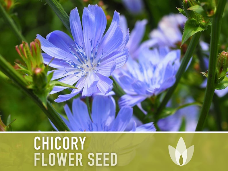 Chicory Wildflower Herb Heirloom Seeds, Flower Seeds, Wildflower, Medicinal Herb, Coffee Substitute