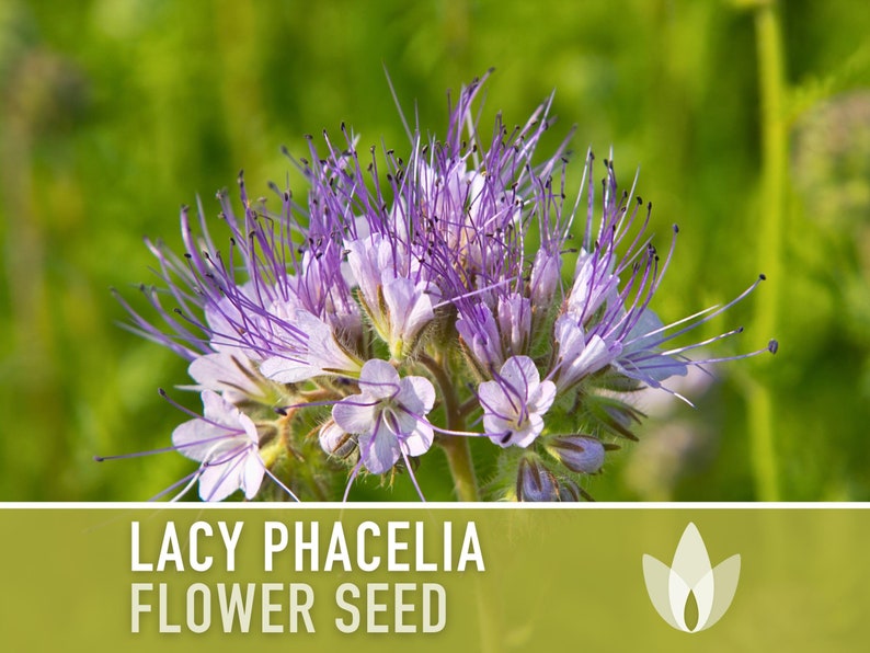 Lacy Phacelia Flower Seeds - Heirloom Seeds, Fiddleneck, Purple Tansy, Bee Forage, Pollinator Garden, Soil Regen, Cover Crop, Non-GMO