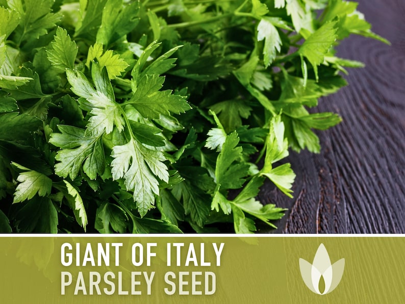 Giant of Italy Parsley Seeds - Heirloom Seeds, Italian Flat Leaf, Renowned Culinary Herb, Medicinal Herb, Annual, Open Pollinated, Non-GMO