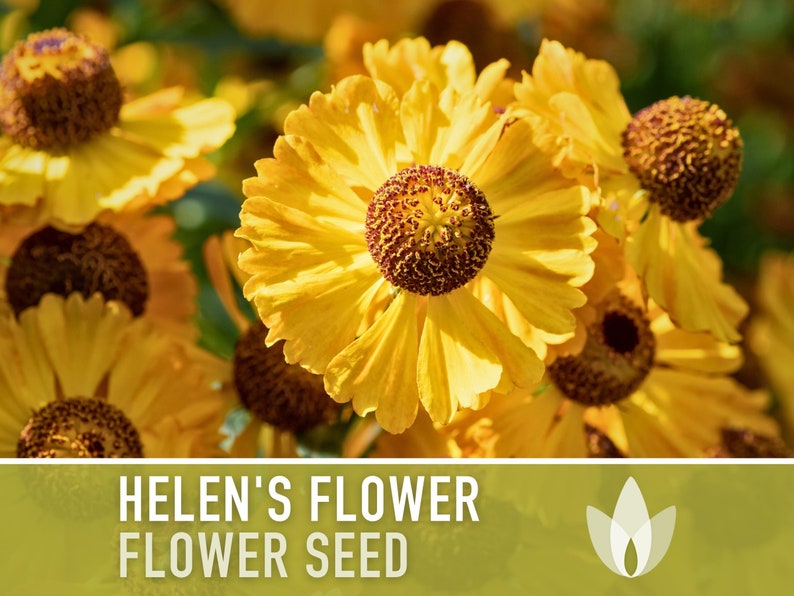 Helen's Flower Seeds, Heirloom, Native, Flower Seeds
