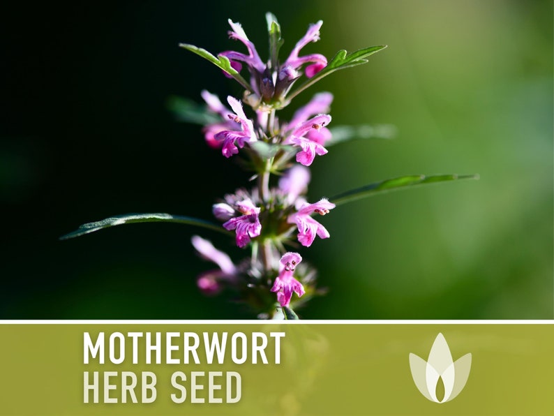 Motherwort Flower Seeds - Heirloom Seeds, Medicinal Herb Seeds, Stress Reduction, Heart Health, Ornamental, Pollinator Garden, OP, Non-GMO