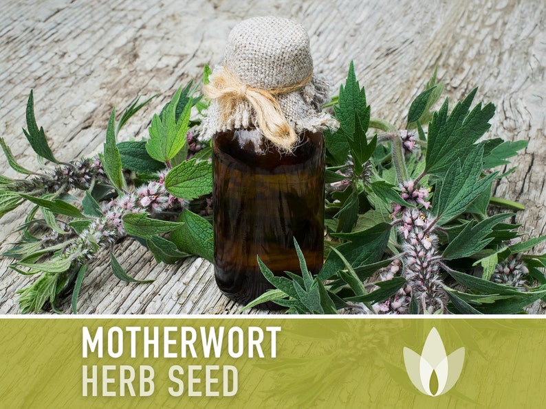 Motherwort Herb Seeds - Heirloom Seeds, Medicinal Herb Seeds, Stress Reduction, Heart Health, Ornamental, Pollinator Garden, OP, Non-GMO