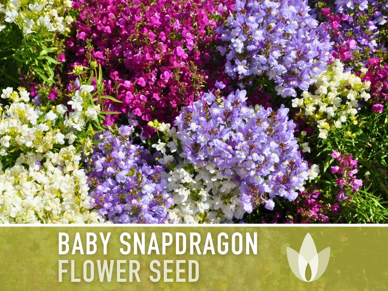 Baby Snapdragon (Toadflax) Flower Seeds - Heirloom Seeds, Spurred Snapdragon, Easy to Grow, Quick to Bloom, Linaria Maroccana, Non-GMO