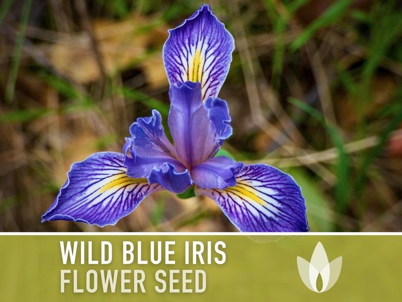 Wild Blue Iris Flower Seeds - Heirloom Seeds, Missouri Native Flower, Rocky Mountain Iris, Western Blue Flag, Iris Missouriensis, Non-GMO