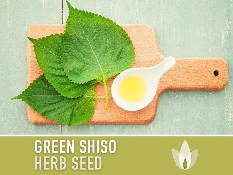 Green Shiso Herb Seeds - Heirloom Seeds, Asian Seeds, Perilla Seeds, Umeboshi Plums, Radish Pickles, Culinary Herb, Open Pollinated, Non-GMO