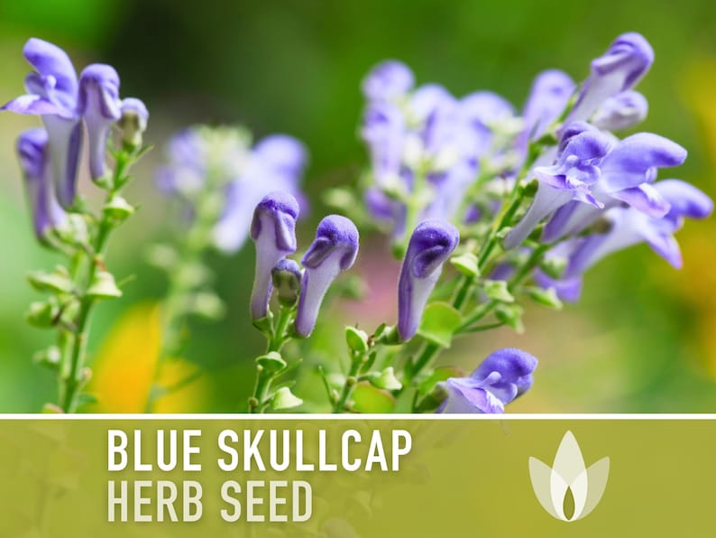 Blue Skullcap Flower Seeds - Heirloom Seeds, Mad Dog Skullcap, Virginia Skullcap, Medicinal Herb, Pollinator Friendly, Non-GMO