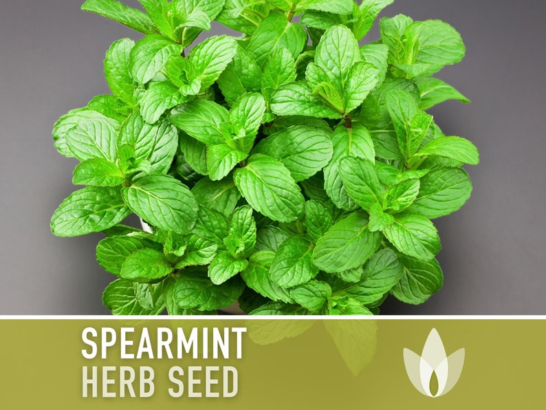 Spearmint Seeds - Heirloom Seeds, Medicinal Seeds, Culinary Herb Seeds, Open Pollinated, Non-GMO