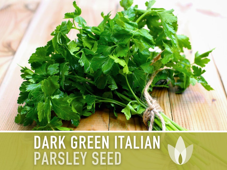 Dark Green Italian Parsley Seeds - Herb Seeds, Heirloom Seeds, Medicinal Herb, Culinary Herb, Microgreens, Seed Packets, Non-GMO