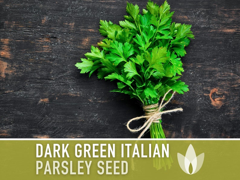 Dark Green Italian Parsley Herb Heirloom Seeds