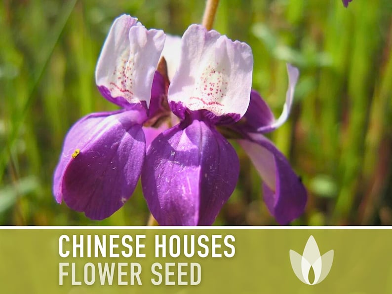 Chinese Houses Flower Seeds - Heirloom Seeds, Blue Eyed Mary, California Native Wildflower, Bee Friendly, Collinsia Heterophylla, Non-GMO