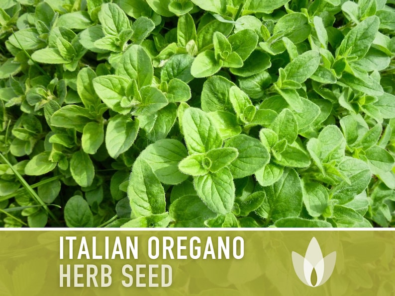 Oregano, Common (Vulgare) Herb Heirloom Seeds - Open Pollinated, Non-GMO
