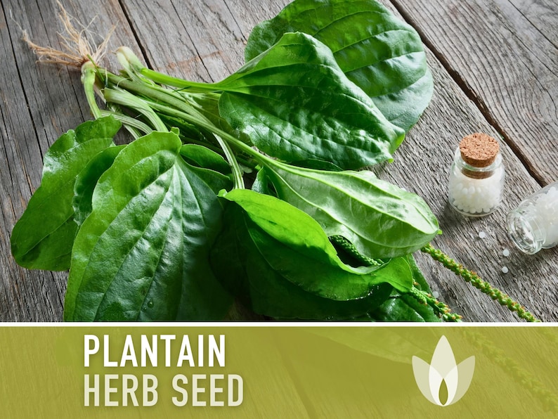 Plantain, Common Herb Seeds - Heirloom Seeds, Medicinal Herb Seeds, Fresh Salad, Culinary Herb Seeds, Open Pollinated, Non-GMO