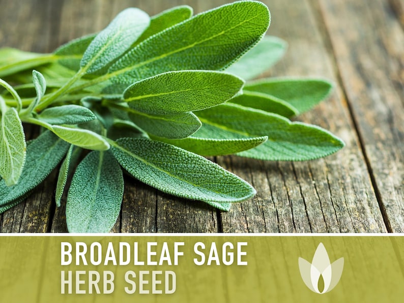 Sage, Broadleaf Herb Heirloom Seeds