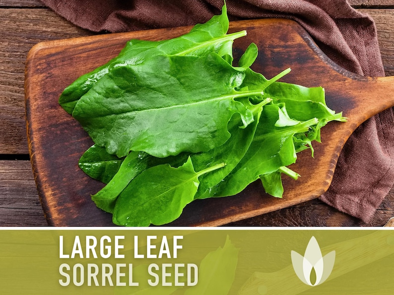Sorrel, Large Leaf Heirloom Herb Seeds - Culinary Herb, Non-GMO, Open Pollinated
