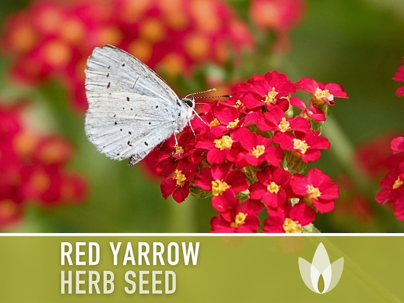 Red Yarrow Seeds - Heirloom Seeds, Medicinal Herb, Pollinator Garden, Beneficial Bug, Hummingbird Garden, Open Pollinated, Non-GMO