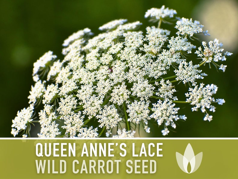 Queen Anne's Lace Seeds - Heirloom Seeds, Wild Carrot Seeds, White Flowers, Daucus Carota, Medicinal Plant, Pollinator Friendly, OP, Non-GMO
