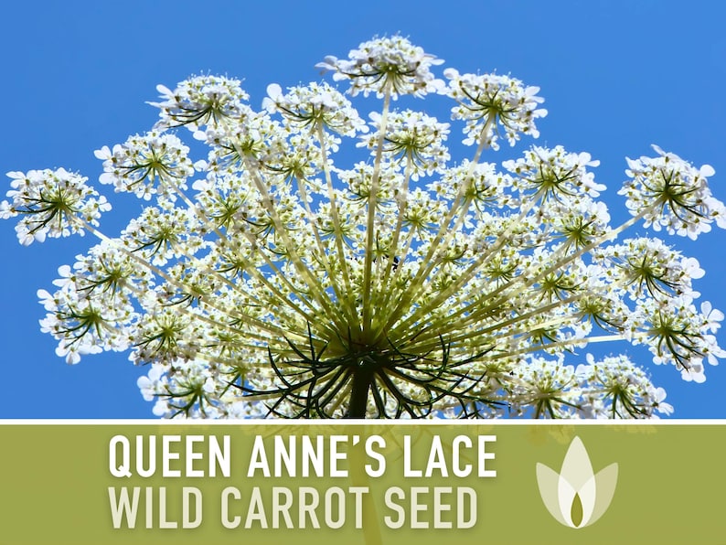 Queen Anne's Lace (Wild Carrot) Seeds - Heirloom Seeds, Daucus Carota, Culinary Herb, Medicinal Plant, Pollinator Friendly, OP, Non-GMO