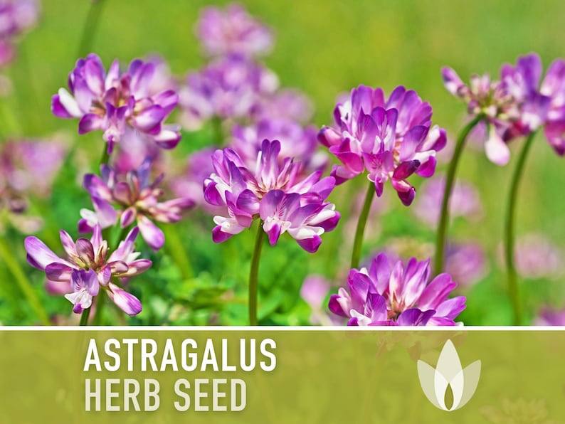 Astragalus Herb Seeds - Heirloom Seeds, Chinese Milk Vetch, Huang Qi, Traditional Chinese Medicine, Adaptogen, Open Pollinated, Non-GMO
