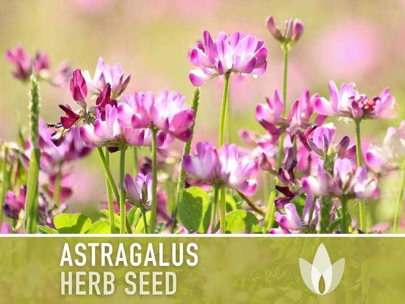 Astragalus Herb Seeds - Heirloom Seeds, Chinese Milk Vetch, Huang Qi, Traditional Chinese Medicine, Adaptogen, Ground Cover, Non-GMO