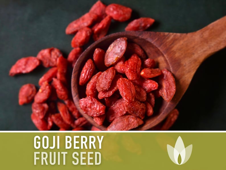 Goji Berry (Wolfberry) Seeds - Heirloom Seeds, Chinese Wolfberry, Medicinal Plant, Superfood, Lycium Chinense, Open Pollinated, Non-GMO