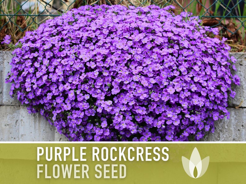 Purple Rockcress Flower Seeds - Heirloom Seeds, Border Plant, Ground Cover, Rock Garden, Pollinator Garden, Open Pollinated, Non-GMO