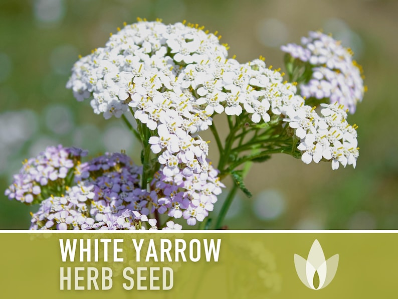 White Yarrow Herb Heirloom Seeds