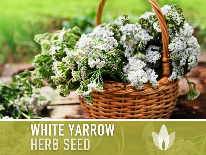 White Yarrow Herb Heirloom Seeds