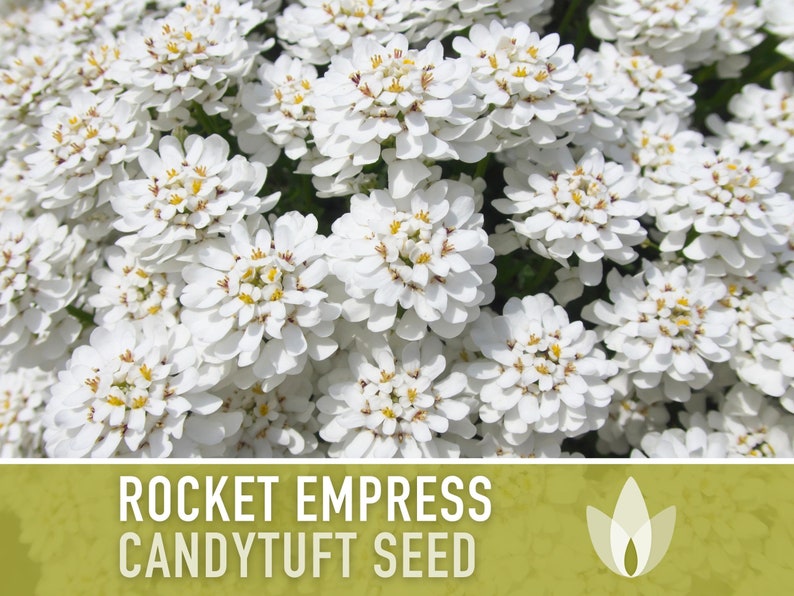 Rocket Empress Candytuft Flower Seeds - Heirloom Seeds, Fragrant White Flower, Bouquet Flower, Iberis Amara, Open Pollinated, Non-GMO