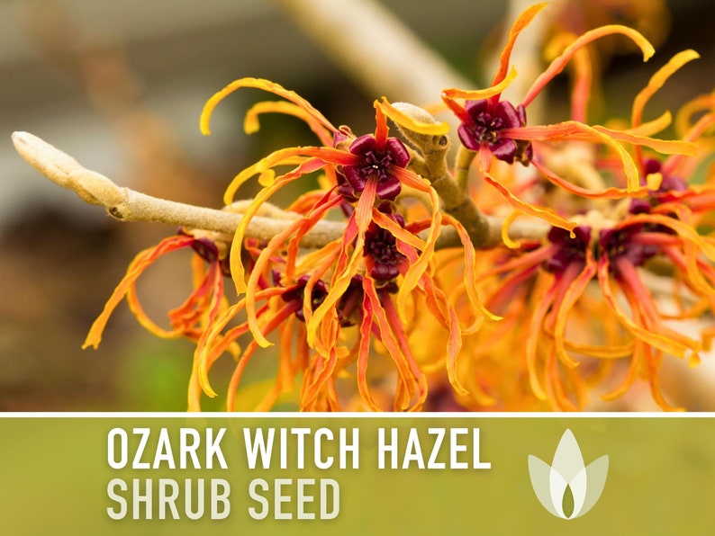 Ozark Witch Hazel Seeds - Heirloom Seeds, Hamamelis Vernalis, Flowering Shrub, Medicinal, Early Bloom, Open Pollinated, Non-GMO