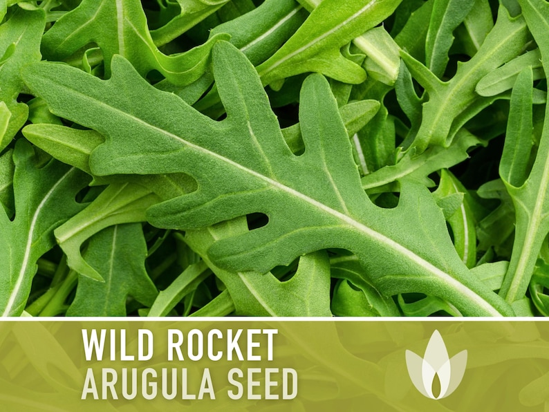 Wild Rocket Arugula Seeds - Heirloom Seeds, Slow Bolt, Long Season, Mustard Green, Fresh Salad Green, Container Garden, Non-GMO