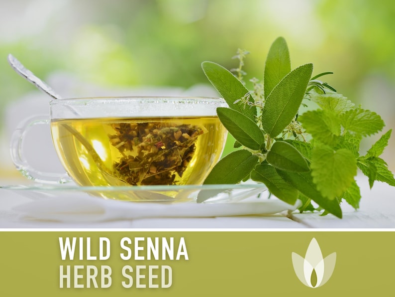 Wild Senna Herb Seeds - Heirloom Seeds, Medicinal Herb, Senna Marilandica, Maryland Senna, Sulphur Butterfly Host Plant, Cassia, Non-GMO