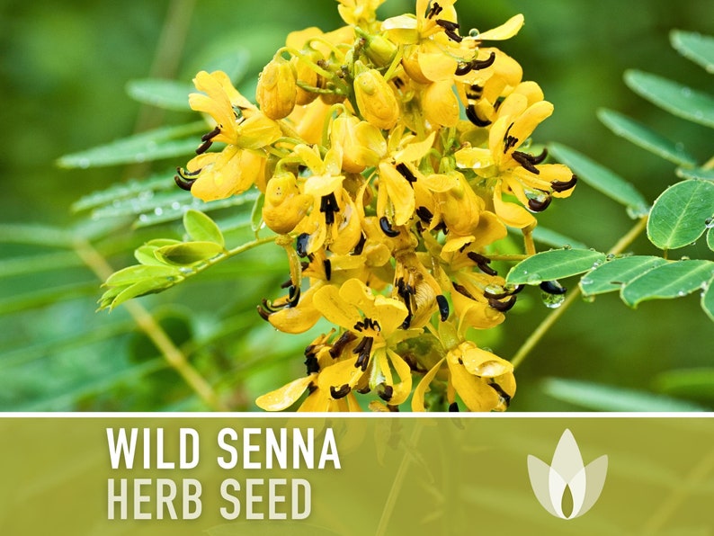Wild Senna Herb Seeds - Heirloom Seeds, Senna Marilandica, Maryland Senna, Sulphur Butterfly Host Plant, Cassia, Medicinal Herb, Non-GMO