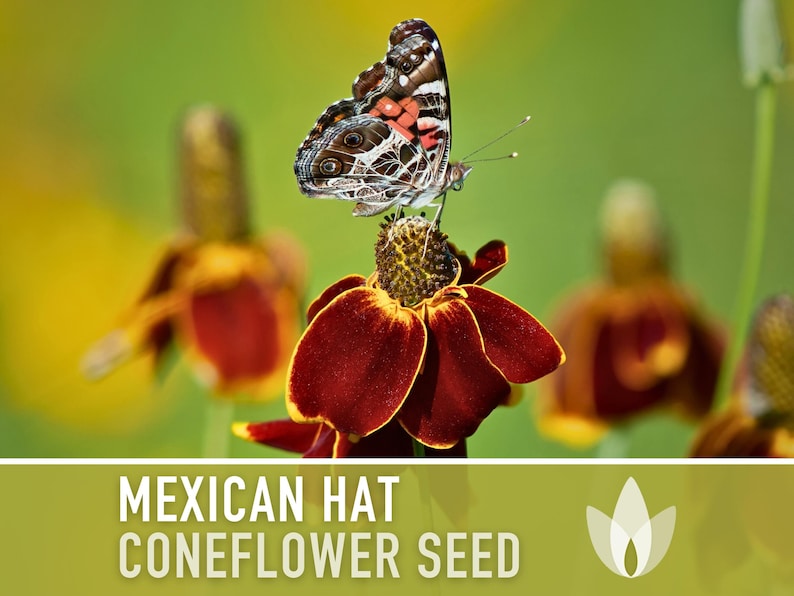 Mexican Hat Coneflower Seeds - Heirloom Seeds, Prairie Coneflower, Native Wildflower, Pollinator Friendly, Ratibida Columnifera, Non-GMO