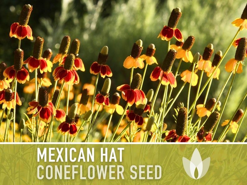 Mexican Hat Coneflower Seeds - Heirloom Seeds, Native Wildflower, Prairie Coneflower, Pollinator Friendly, Ratibida Columnifera, Non-GMO