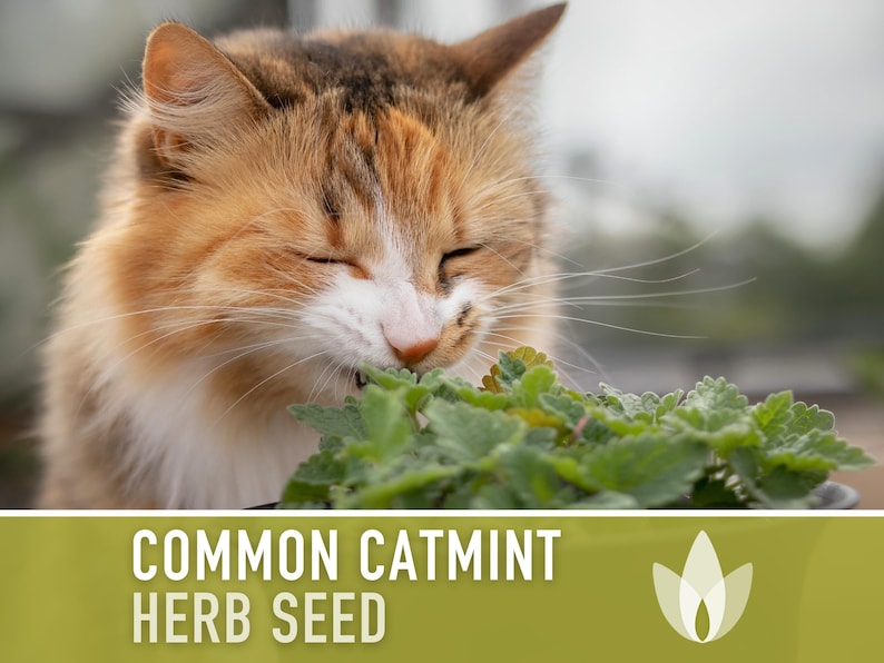 Common Catmint Herb Seeds - Heirloom Seeds, Herbal Tea, Fragrant White Flowers, Medicinal Herb, Bee Friendly, Nepeta Cataria, Non-GMO