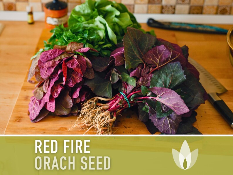 Red Fire Orach Seeds - Heirloom Seeds, French Spinach, Garden Orach, Amaranth Microgreens, Atriplex Hortensis, Annual, Non-GMO