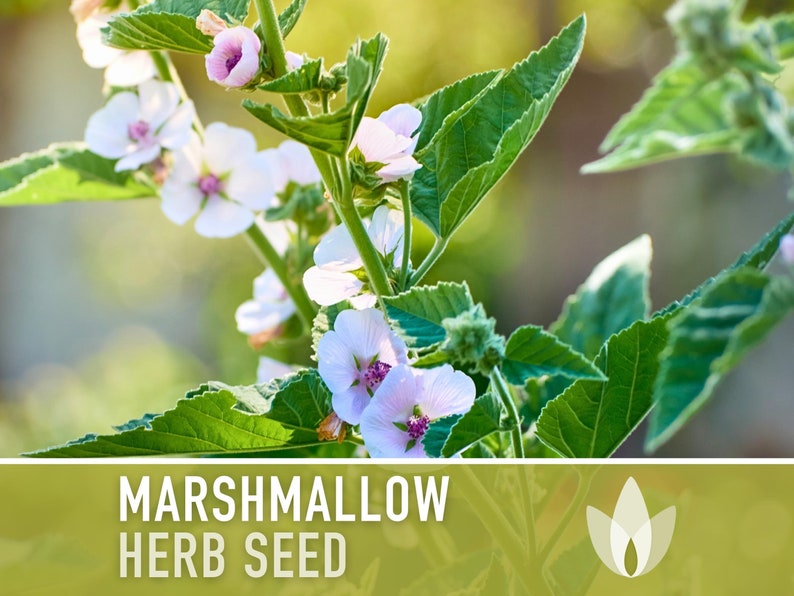 Marshmallow Medicinal Herb Heirloom Seeds - Ancient Medicinal & Culinary Herb, Folk Remedy, Non-GMO