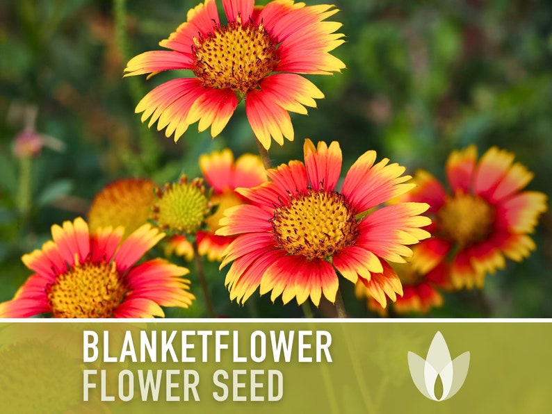 Blanketflower Flower Seeds - Heirloom Seeds, Native Wildflower, Drought Tolerant, Pollinator Friendly, Gaillardia Aristata, OP, Non-GMO