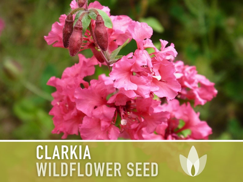 Clarkia Flower Seeds - Heirloom Seeds, California Native Wildflower Mix, Mountain Garland, Bouquet Flowers, Clarkia Unguiculata, Non-GMO