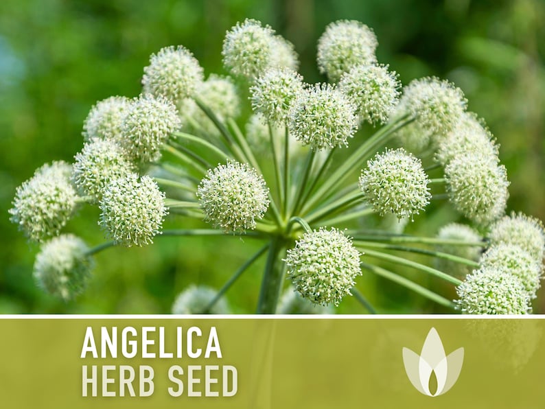 Angelica Heirloom Herb Seeds - Medicinal Herb, Culinary Herb, Holy Ghost, Carrot Family, Herbal Tea, Digestive Aid, Folk Remedy, Non-GMO