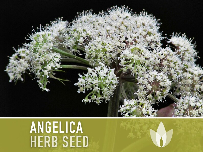Angelica Heirloom Herb Seeds - Medicinal Herb, Culinary Herb, Holy Ghost, Carrot Family, Herbal Tea, Digestive Aid, Folk Remedy, Non-GMO