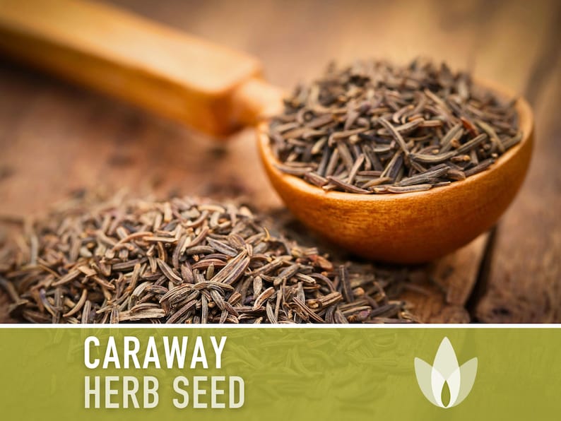 Caraway Herb Seeds - Heirloom Seeds, Medicinal Herb, Culinary Herb, Persian Cumin, Meridian Fennel, Beneficial Bug, Open Pollinated, Non-GMO