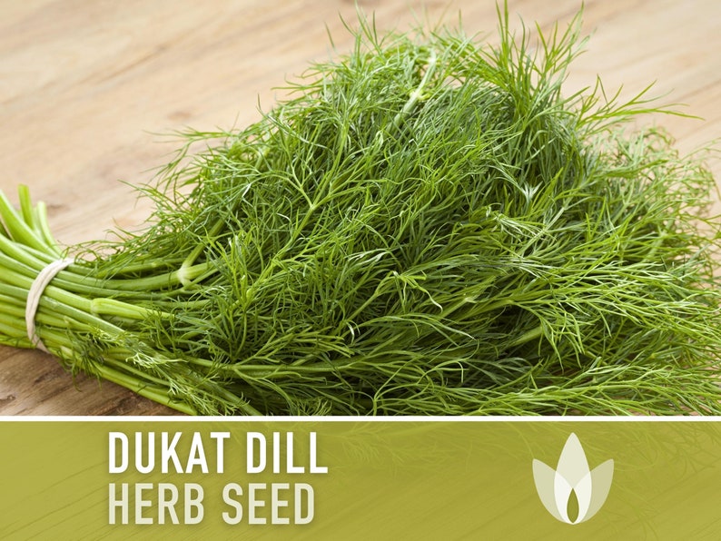 Dukat Dill Heirloom Seeds - Pickling Spice, Scandinavian Dill, Non-GMO, Culinary Herb, Butterfly Host Plant, Swallowtail Butterfly
