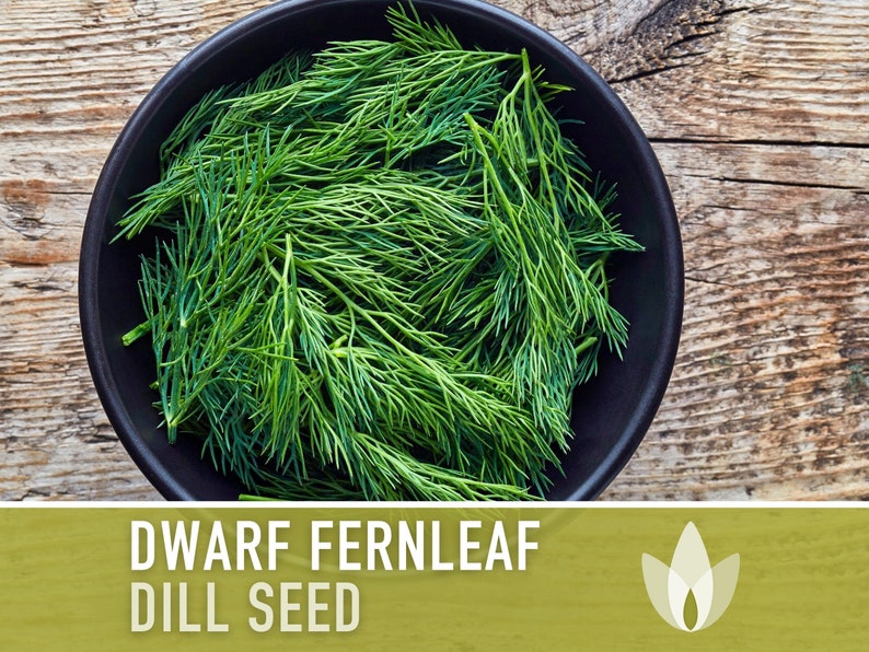 Dwarf Fernleaf Dill Heirloom Seeds - AAS Winner, Pickling Spice, Container Garden, Kitchen Garden Non-GMO, Culinary Herb, Butterfly Host