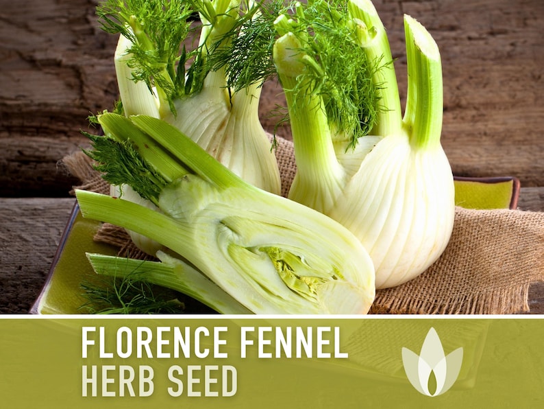 Florence Fennel Heirloom Seeds - Non-GMO, Medicinal Herb, Culinary Herb, Open Pollinated