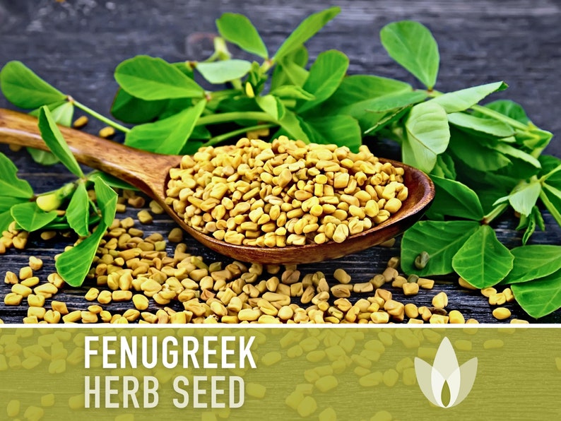 Fenugreek Heirloom Herb Seeds - Culinary Herb, Non-GMO, Open Pollinated